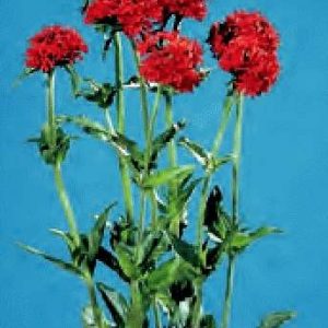 LYCHINIS CHALCEDONICA GR.10