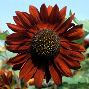 GIRASOLE REGINA DI VELLUTO NR.25 SEMI