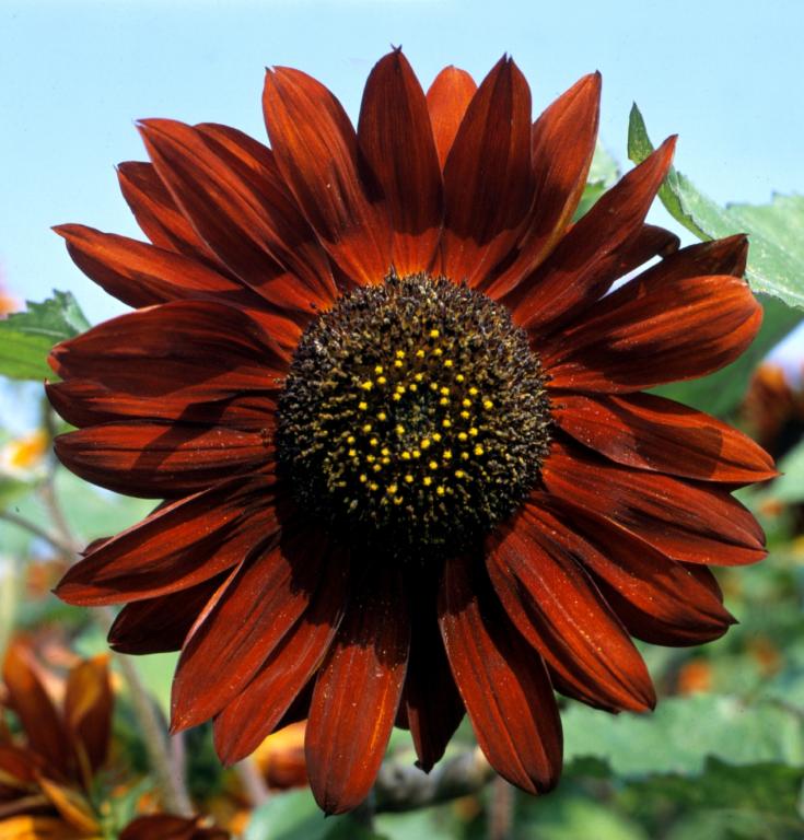 GIRASOLE REGINA DI VELLUTO NR.25 SEMI