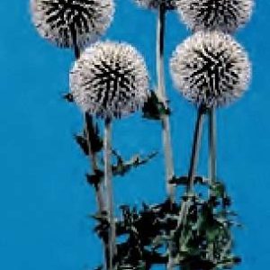 ECHINOPS BIANCO AVORIO GR.10