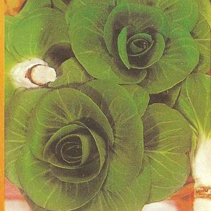 CICORIA GRUMOLO VERDE NR.1000 SEMI