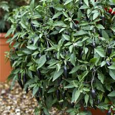 PEPERONCINO PICCANTE CHENZO NR.100 SEMI
