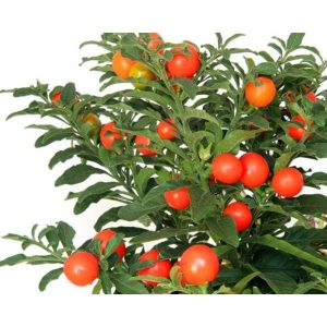 SOLANUM BALLON GR.5