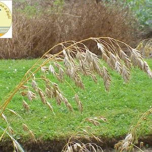 BROMUS SECALINUS