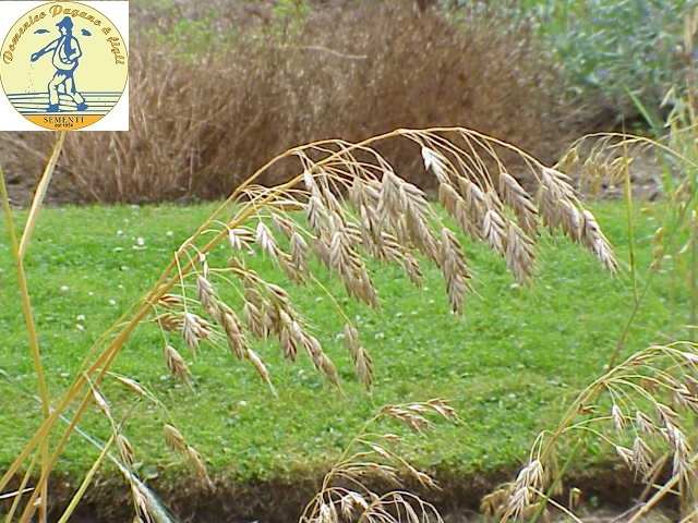 BROMUS SECALINUS