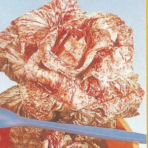 CICORIA VARIEGATA DI CASTELFRANCO NR.300 SEMI