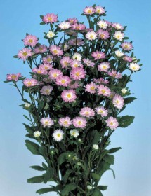 ASTER SERENADE ROSA E BIANCO NR.1000