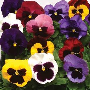 VIOLA DEL PENSIERO INSPIRE  MISCUGLIO NR.1000 SEMI