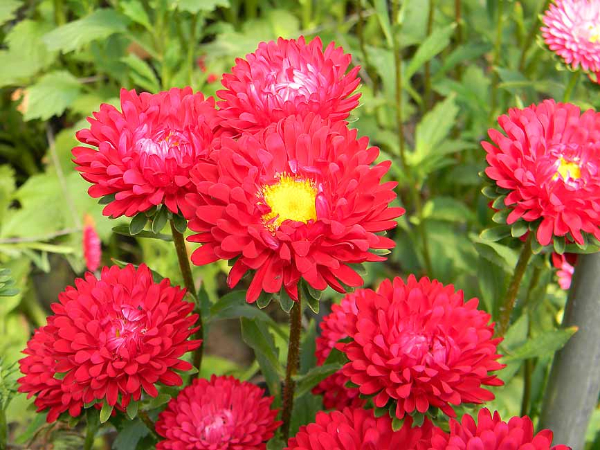 ASTER SOL LEVANTE ROSSO BRILLANTE NR.300 SEMI