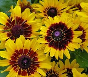 RUDBECKIA DENVER DAISY NR.1000 SEMI