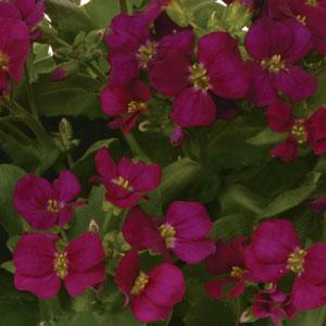 ARABIS LOTTI ROSA NR.1000