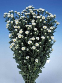 ASTER SERENADE BIANCO NR.1000