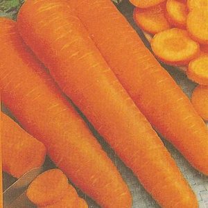 CAROTA LUNGA SAN VALERIO GR.50