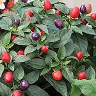 PEPERONCINO PICCANTE LOCO NR.1000 SEMI
