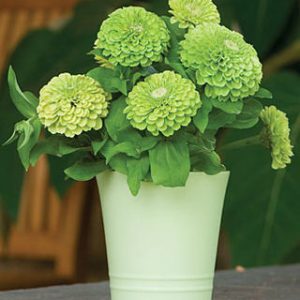ZINNIA A FIOR DI DALIA VERDE NR.100 SEMI
