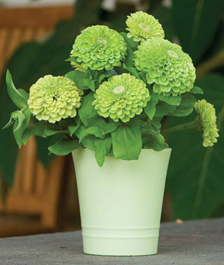 ZINNIA A FIOR DI DALIA VERDE NR.100 SEMI