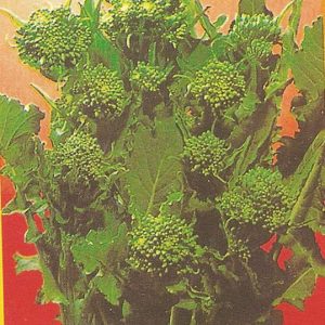 BROCCOLETTO DI RAPA CINQUANTINO RICCIO SAN MARZANO GR.50