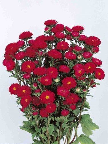 ASTER SOL LEVANTE ROSSO SCURO GR.5