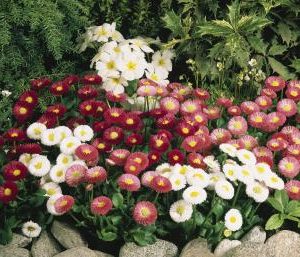 BELLIS SPEEDSTAR MIX NR.1000 SEMI