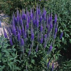 VERONICA LONGIFOLIA BLU NR.50 SEMI