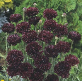 FIORDALISO - CENTAUREA CYANUS BLACK NR.20 SEMI