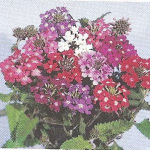 VERBENA EXTRA NANA POLLICINO GR.25