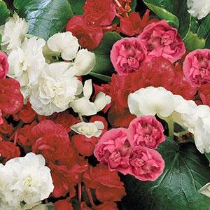 BEGONIA QUEEN MIX NR.1000 SEMI PELLET