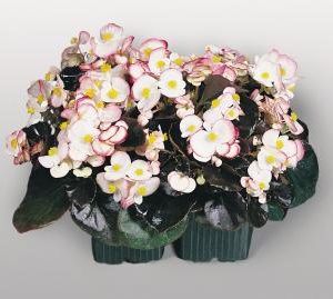 BEGONIA COCKTAIL RUM NR.1000 SEMI PELLET