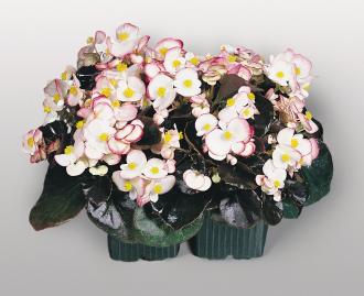 BEGONIA COCKTAIL RUM NR.1000 SEMI PELLET