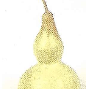 ZUCCA BOTTIGLIA GIGANTE GR.50