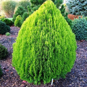 THUYA ORIENTALIS
