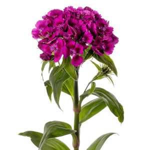 GAROFANO BARBIENNE VIOLETTO NR.1000 SEMI (DIANTHUS)