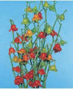PEPERONCINO LANTERNA NR.50 SEMI