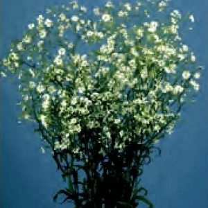 GYPSOPHILA PANICULATA BIANCO GR.25