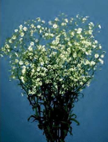 GYPSOPHILA PANICULATA BIANCO GR.25