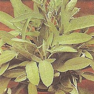 SALVIA GR.50