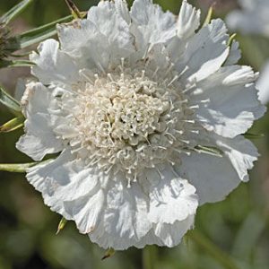 SCABIOSA CAUCASICA FAMA BIANCO NR.1000 SEMI