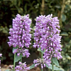 AGASTACHE PINK POP NR.1000 SEMI