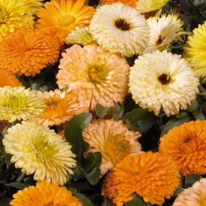CALENDULA BON BON MIX NR.100 SEMI