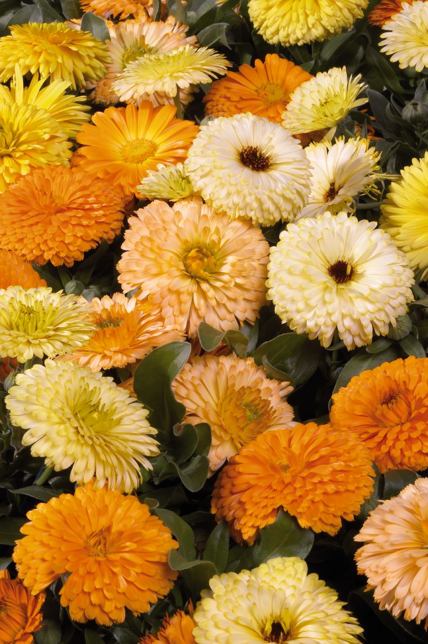 CALENDULA BON BON MIX NR.100 SEMI
