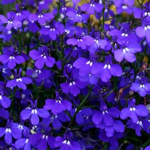 LOBELIA ERINUS CRISTAL PALACE BLU NR.200 SEMI