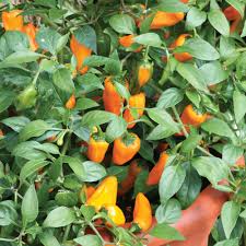 PEPERONCINO PICCANTE CHEYENNE NR.1000 SEMI