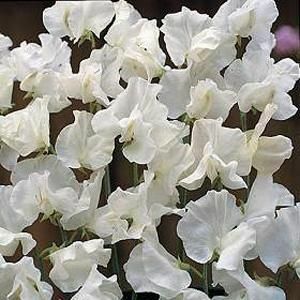 PISELLO ODOROSO BIANCO NR.50 SEMI