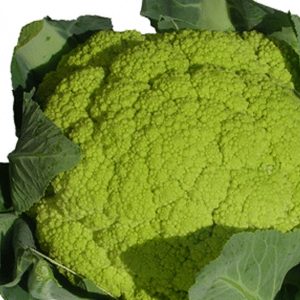 CAVOLFIORE VERDE DI MACERATA GR.50