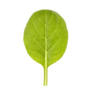 PAK CHOI GREEN CABBAGE ( BRASSICA RAPA VAR. CHINENSIS) KG 1