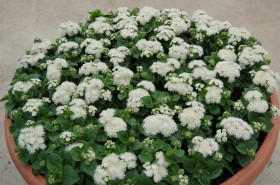 AGERATO ALOHA BIANCO NR.1000 SEMI