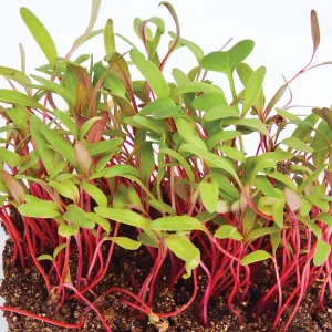 BIETOLA ROSSA SEMI PER  MICROGREENS NR.1 BUSTA