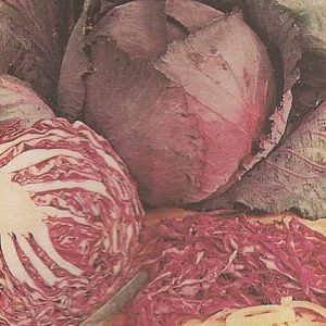 CAVOLO CAPPUCCIO CABEZA NEGRA 3 - NR.300 SEMI
