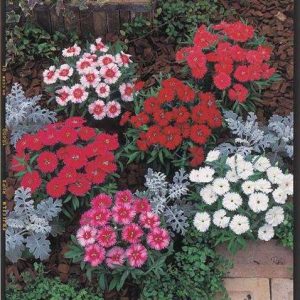 DIANTHUS F.1 CARPET MISCUGLIO GR.5