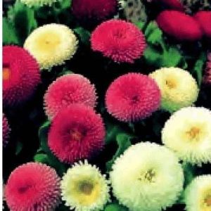 BELLIS A FIOR DI PERLE MISCUGLIO GR.1